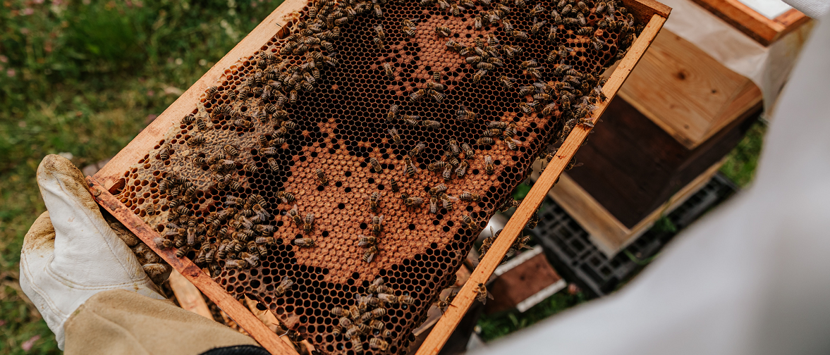 Oznámenie k poskytovaniu podpory na vykonávanie opatrení v sektore včelárstva na podporný rok 2022/2023 za obdobie od 01.01.2023 do 31.07.2023